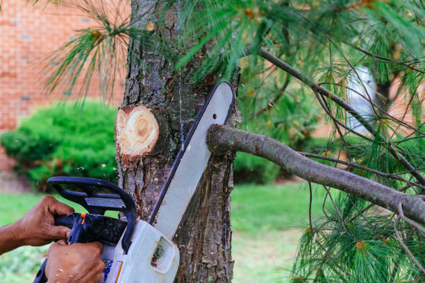 Best Tree Maintenance Programs  in North St Paul, MN